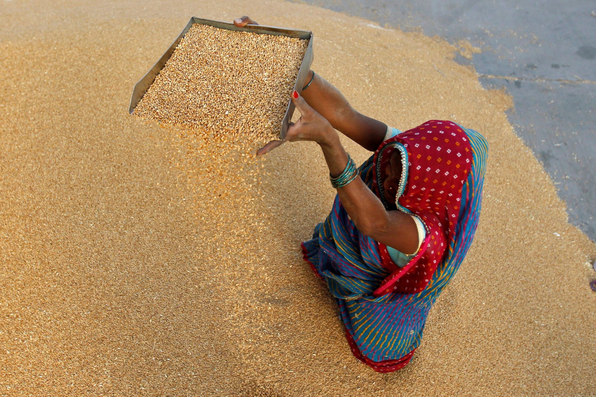 <p>A woman winnowed wheat crop at a wholesale grain market near Ahmedabad on May 7.</p>
