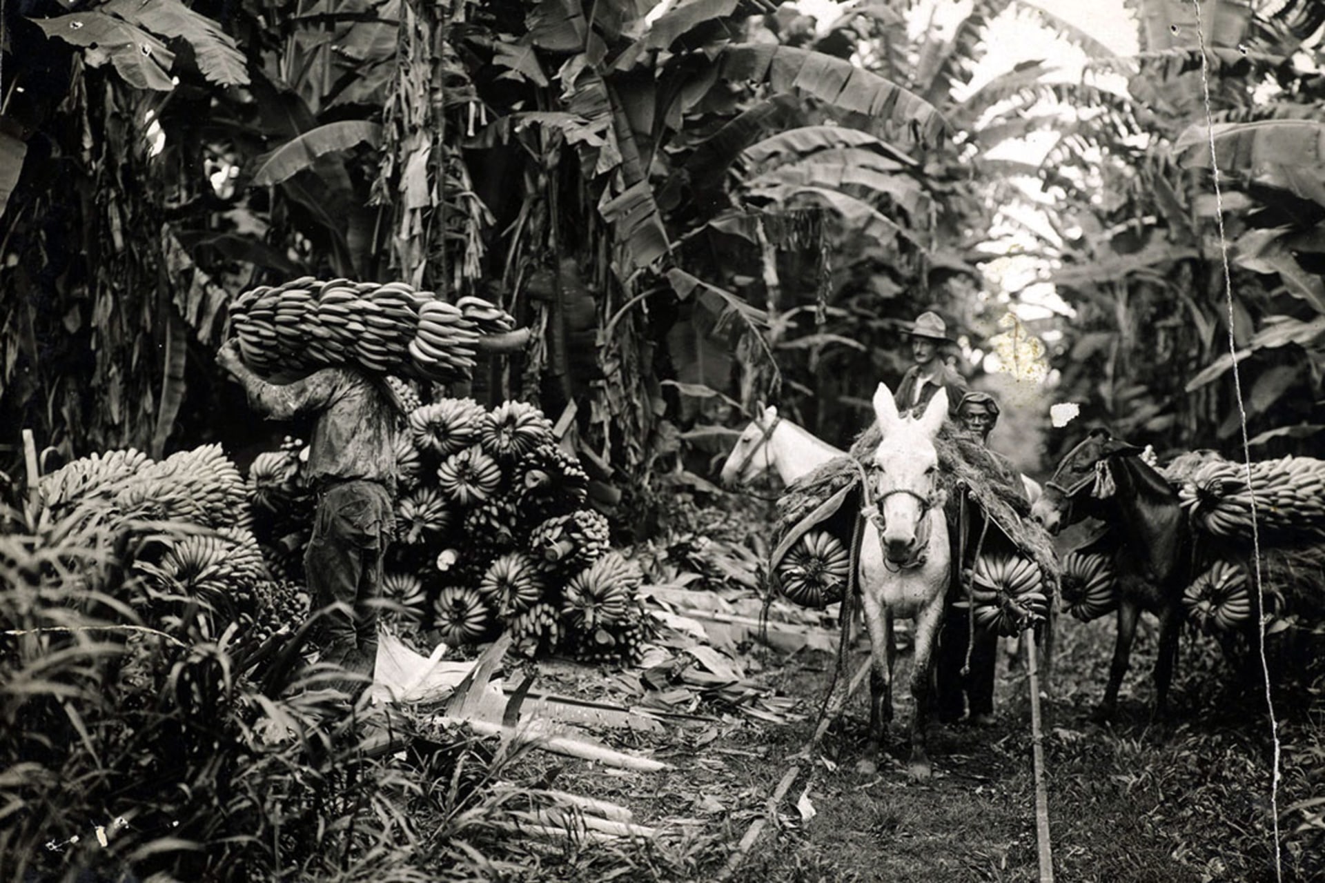 Employees of the United Fruit Company harvest bananas in Honduras, one of the many Latin American countries the company operated in during the early twentieth century. United Fruit Company Photograph Collection/Baker Library Historical Collections/Harvard Business School