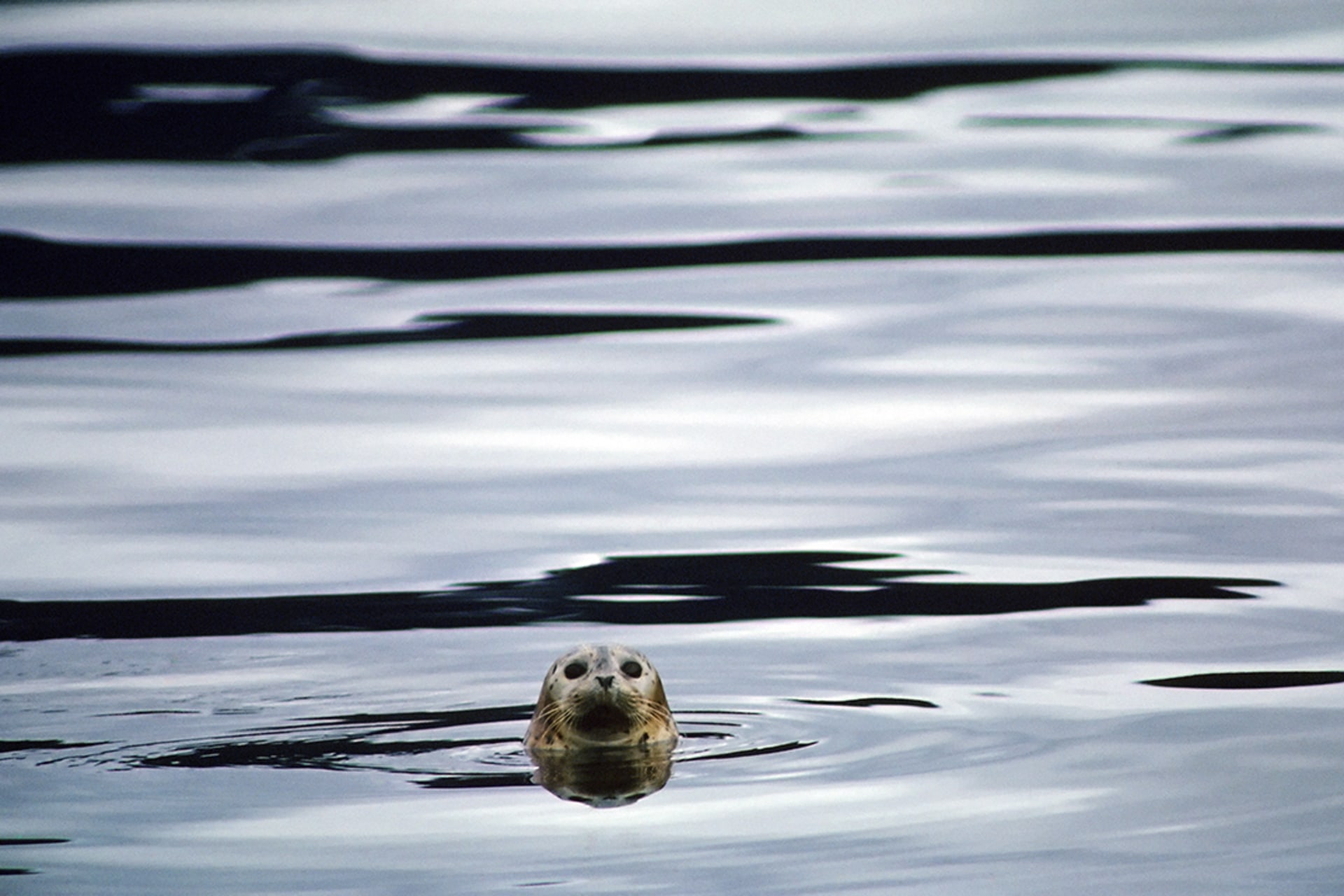 A harbor seal swims through oil-tainted water in Prince William Sound following the Exxon Valdez oil spill in 1989. 
