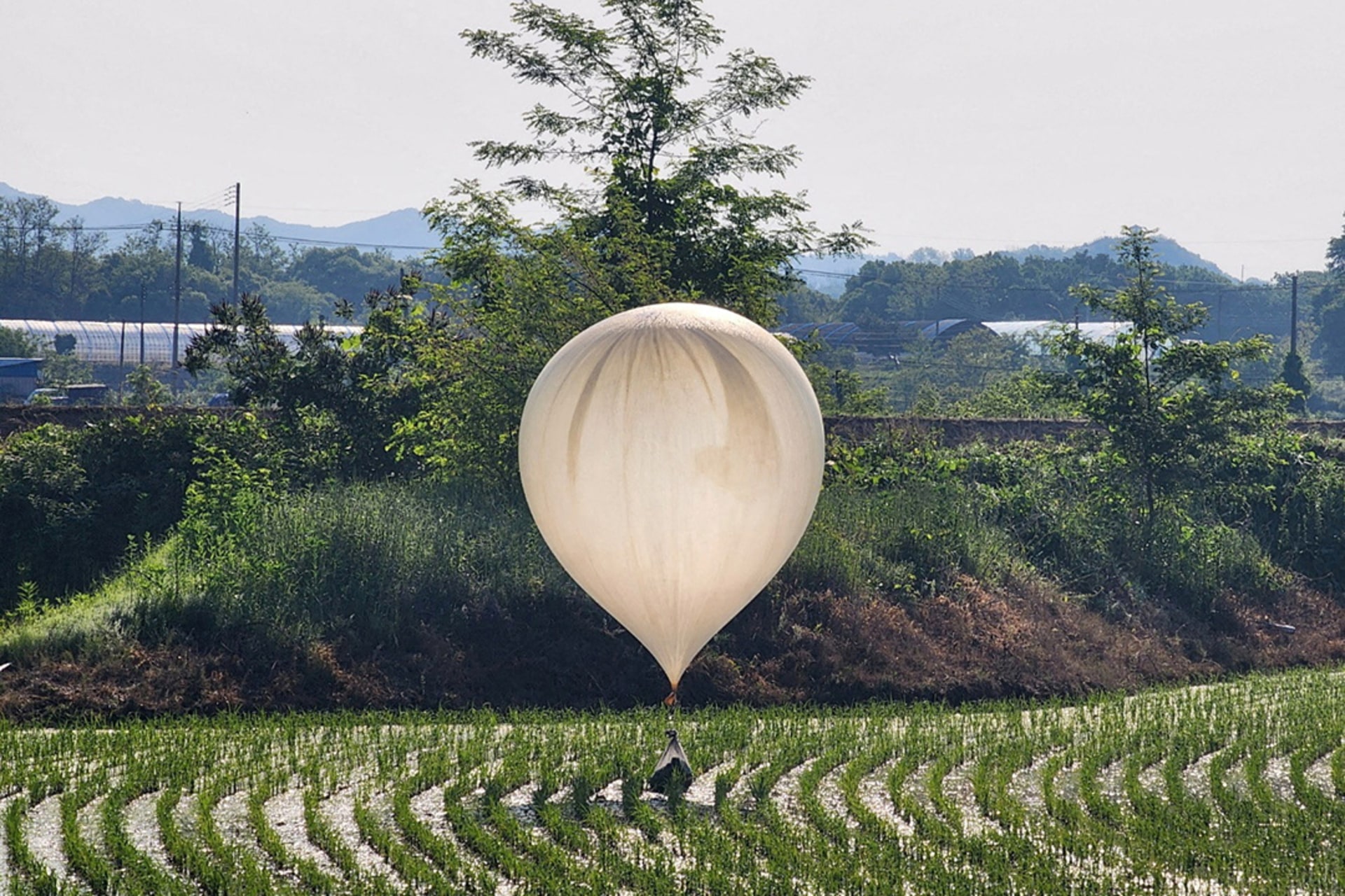 A trash balloon believed to have been sent by North Korea floats over a rice field in Cheorwon, South Korea. Yonhap/Reuters