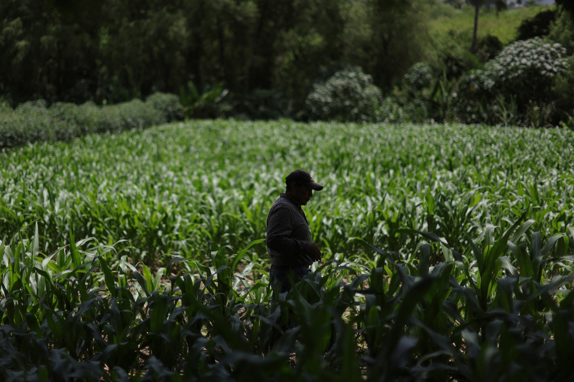 <p>LAS TUNAS, GUATEMALA: With many farmers relying solely on rainwater for irrigation, increasing temperatures and shifting rain patterns have decreased crop yields. <span class="immersive-image__figcaption-credit">Pilar Olivares/Reuters</span></p>
