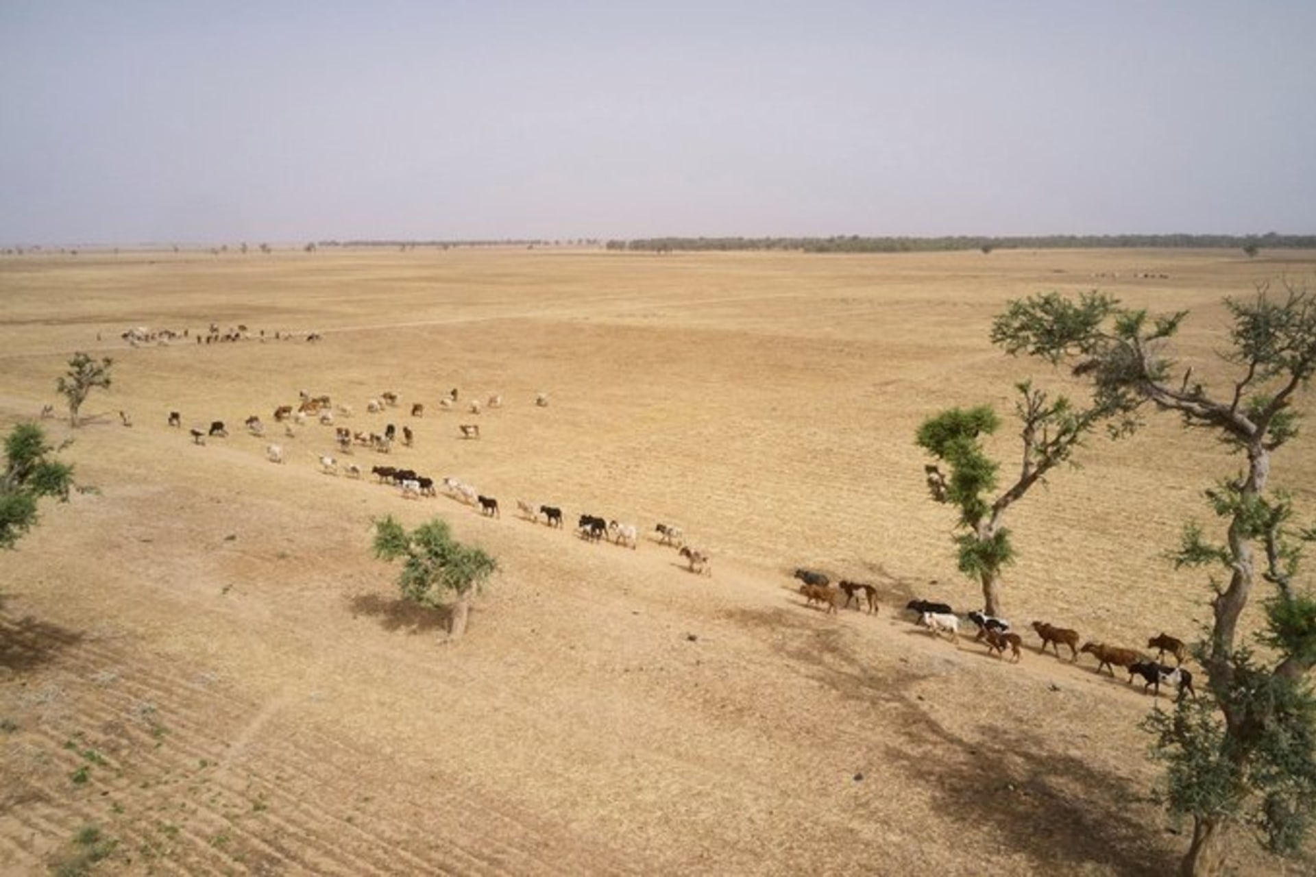 <p>MALI: Dried-out paddy fields between Mopti and Sevare in March 2021 show the harms of extreme weather. <span class="immersive-image__figcaption-credit">Michele Cattani/AFP/Getty Images</span></p>
