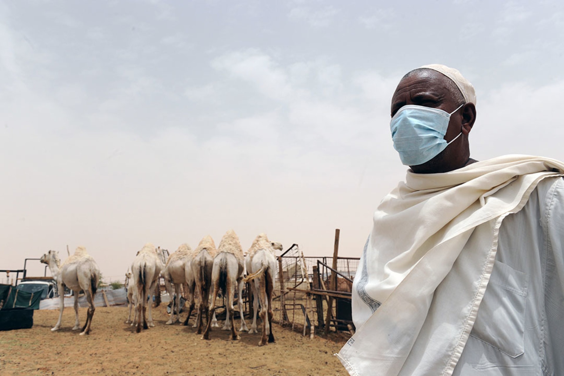 A man wears a mask near camels at his farm outside Riyadh, Saudi Arabia, in May 2014. Fayez Nureldine/AFP/Getty Images