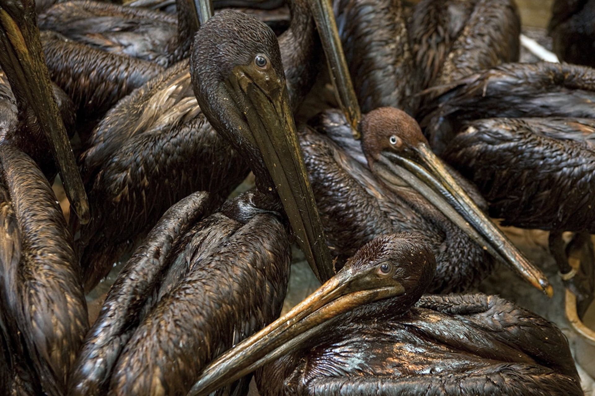 Pelicans, covered in oil from BP’s Gulf of Mexico oil spill, Louisiana, June 6, 2010.