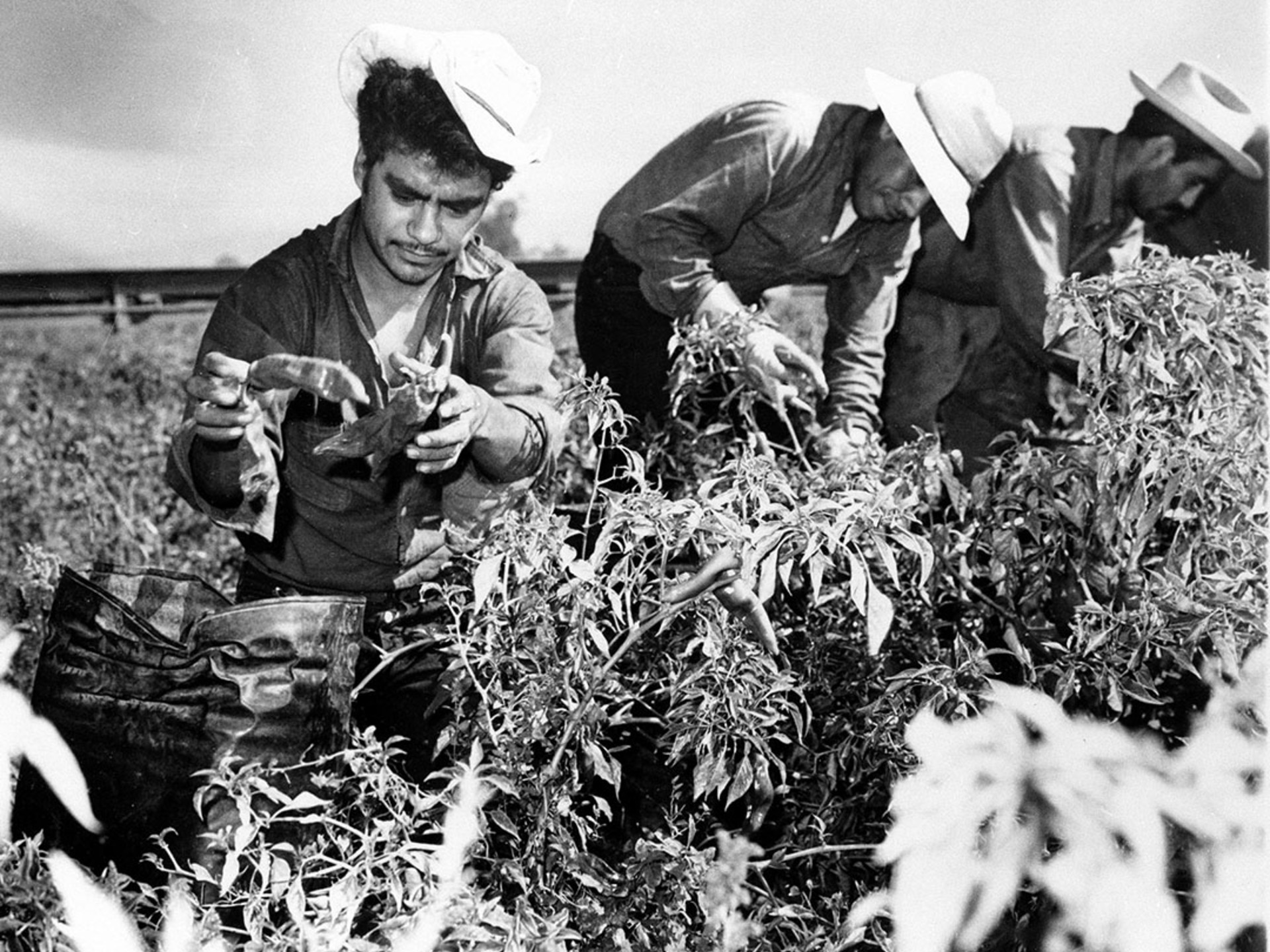 Braceros pick chili peppers on a California farm. AP Images